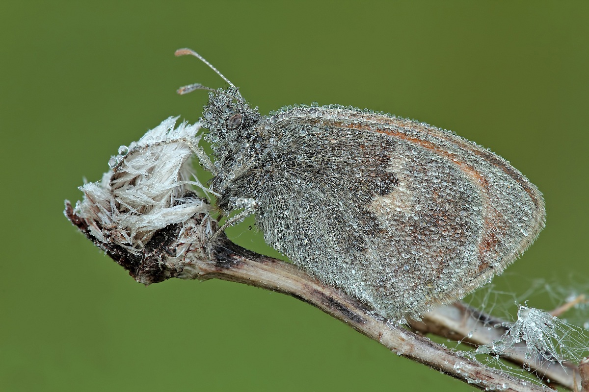 Ibernata Nel Suo Posatoio !