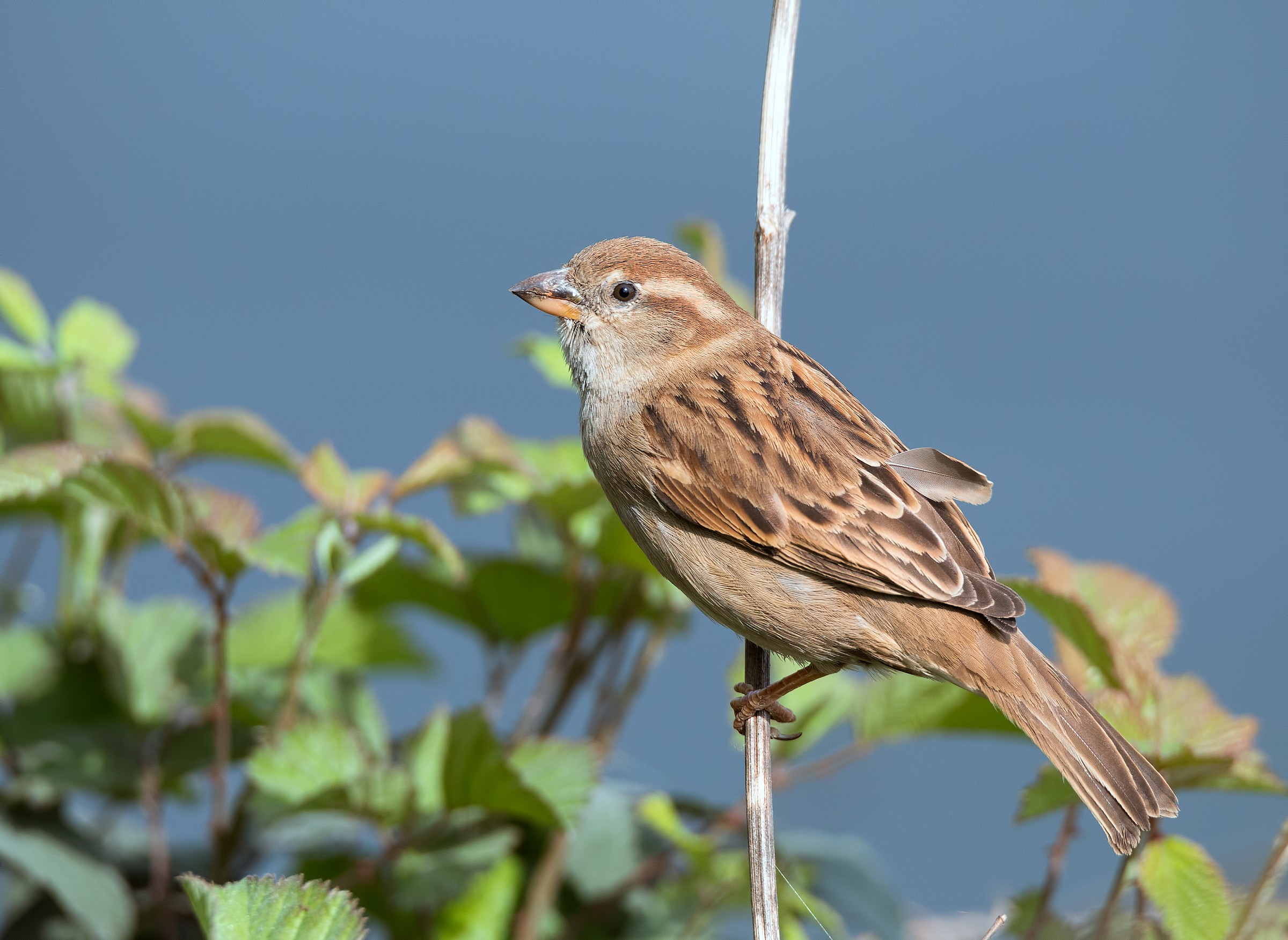 Early tests tamron 150-600