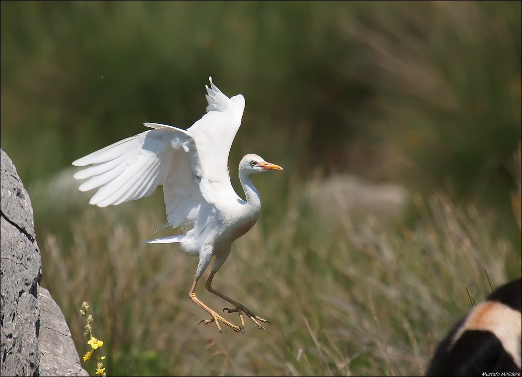 Cattle Egret ...