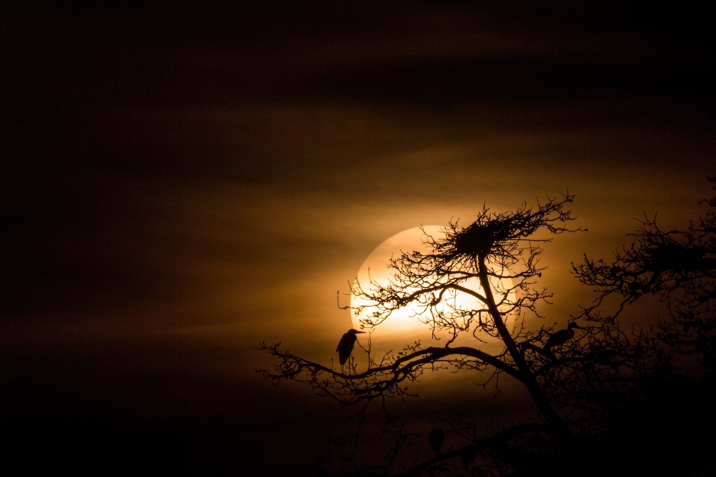 il riposo degli aironi