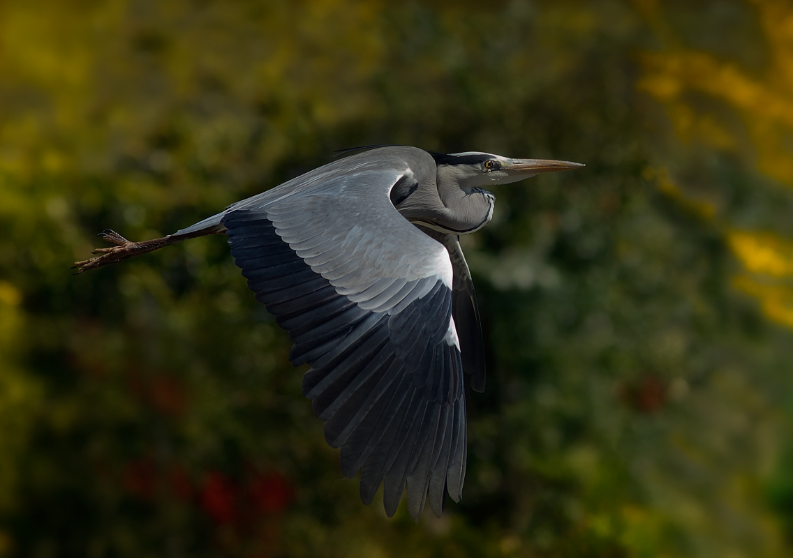 Grey Heron