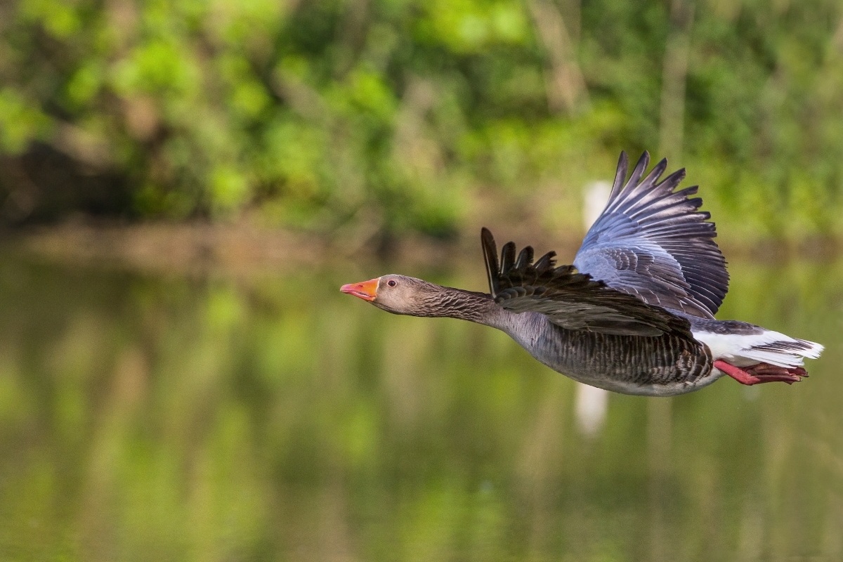 The flight .... Goose