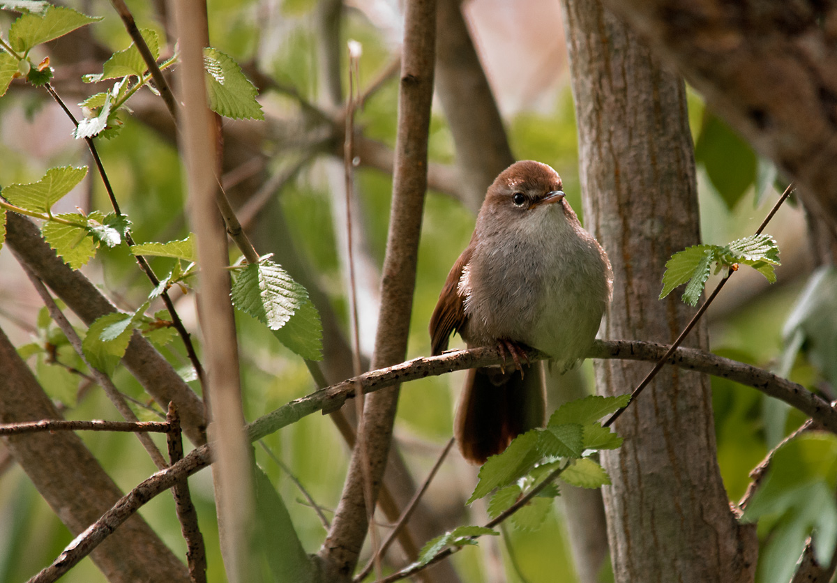 Cetti's Warbler