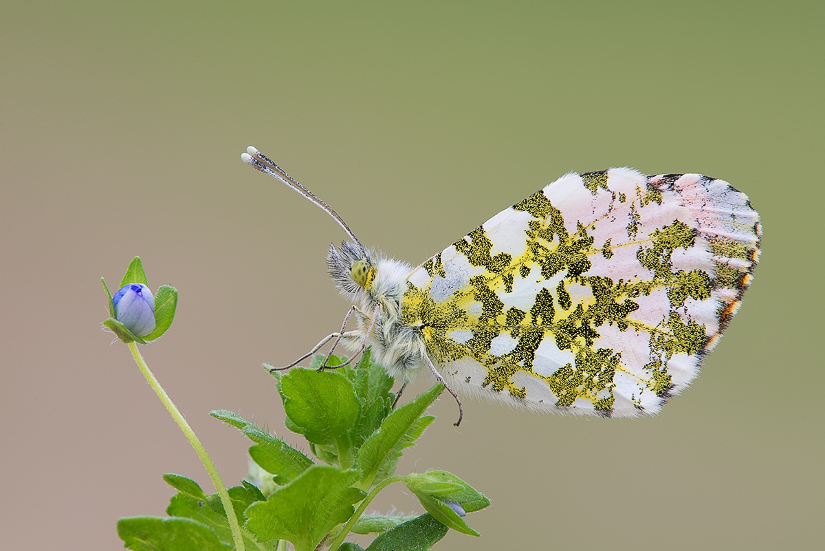 anthocharis cardamines