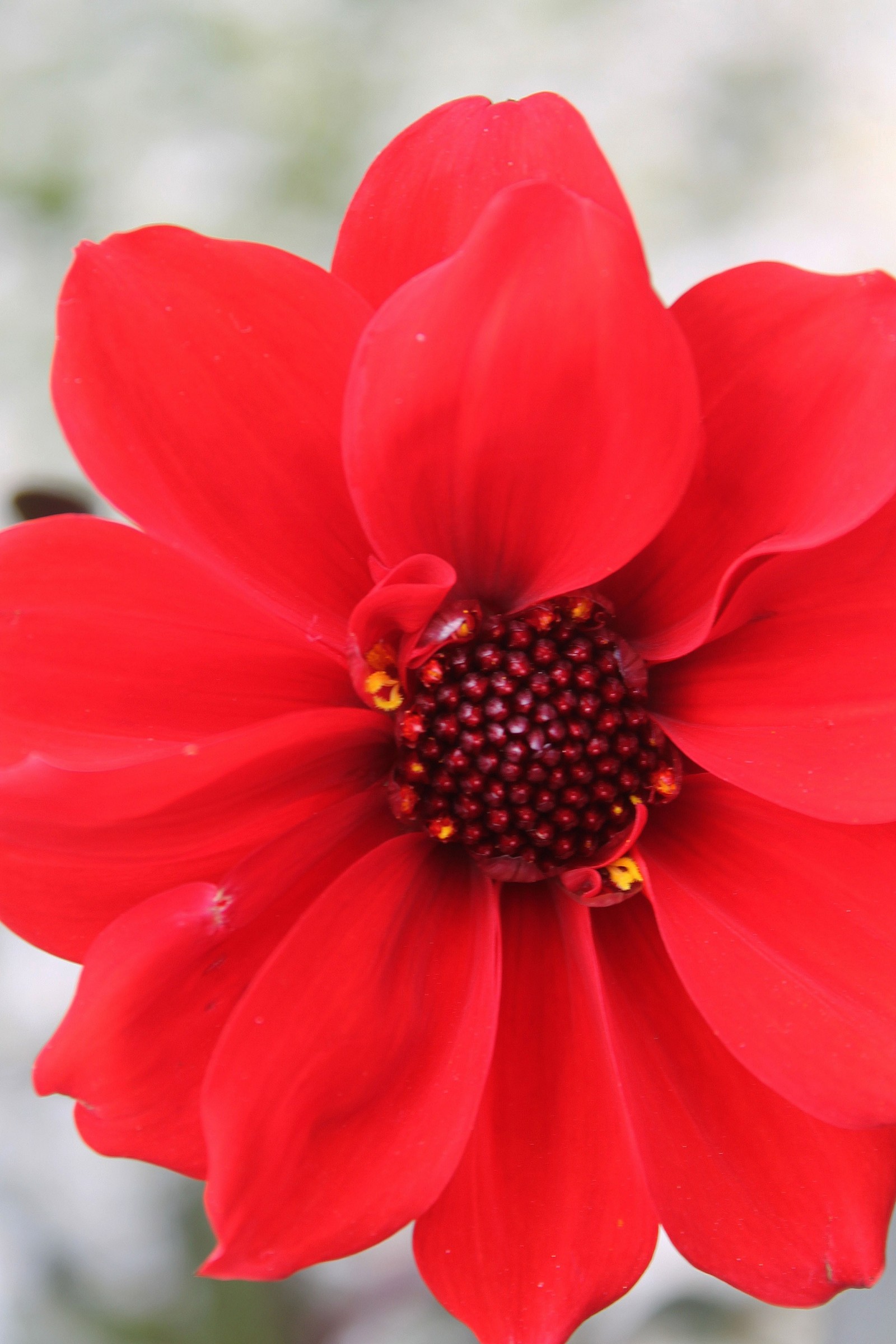 Red flower
