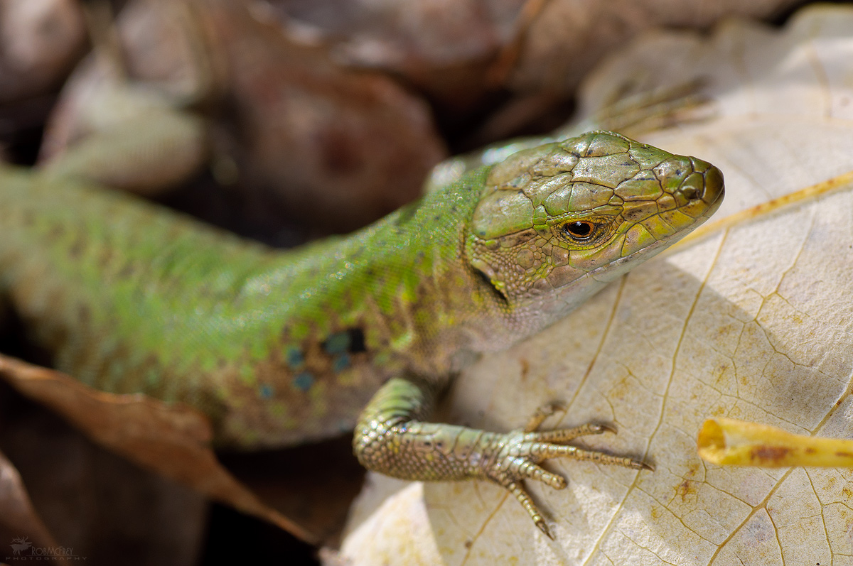 Lucertola Tirrenica - Podarcis tiliguerta