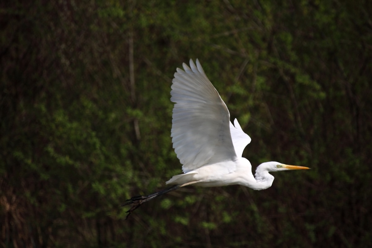 greater heron in flight