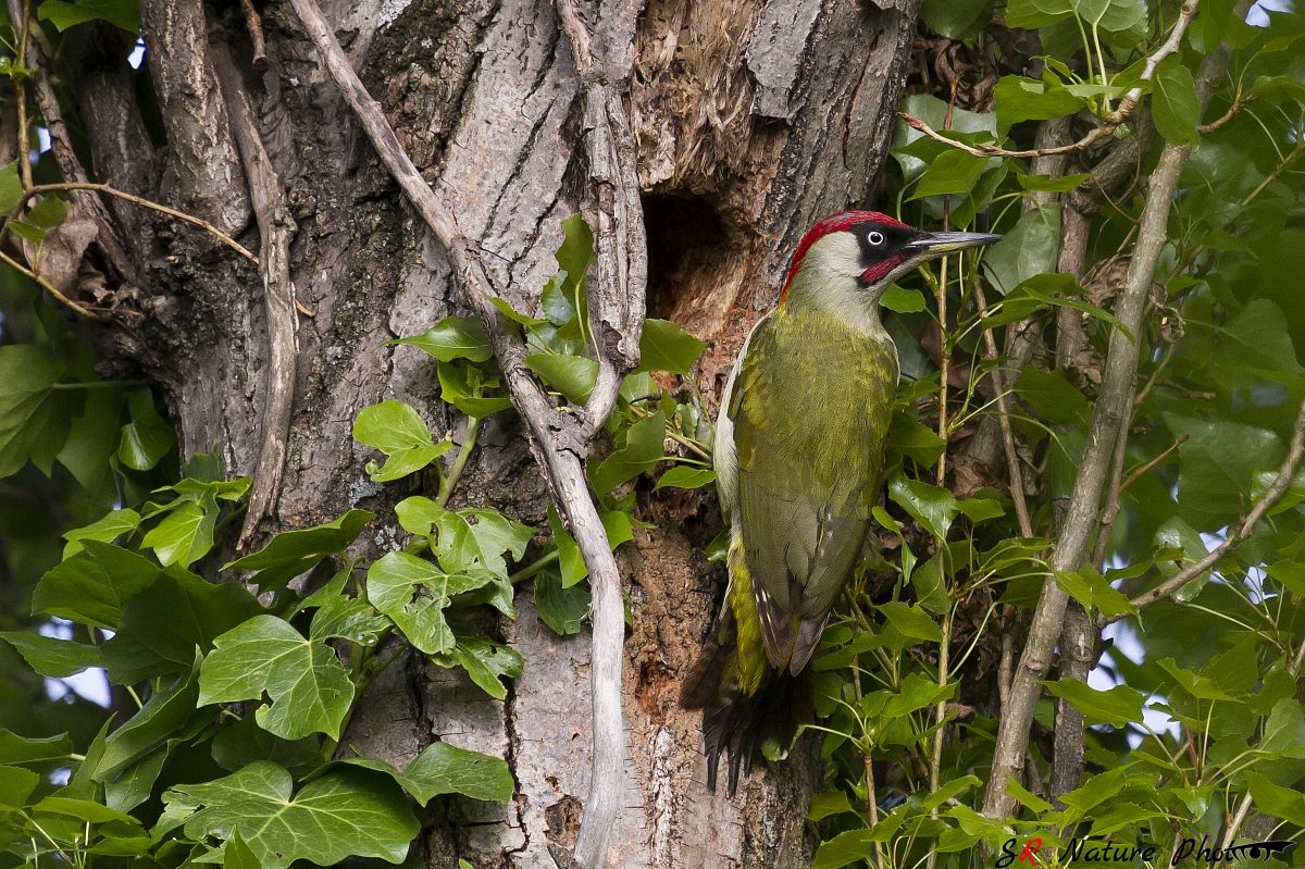 Picchio verde, maschio (Picus Virdis)