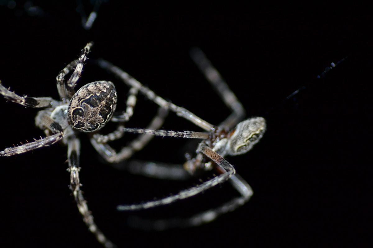 Ragni, belli o brutti?