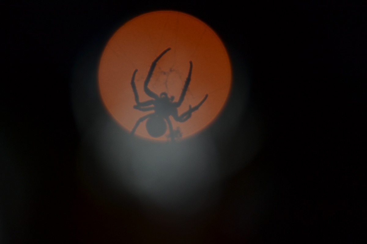 MoonSpider