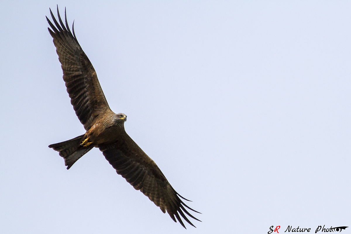 Black Kite (Milvus migrans)