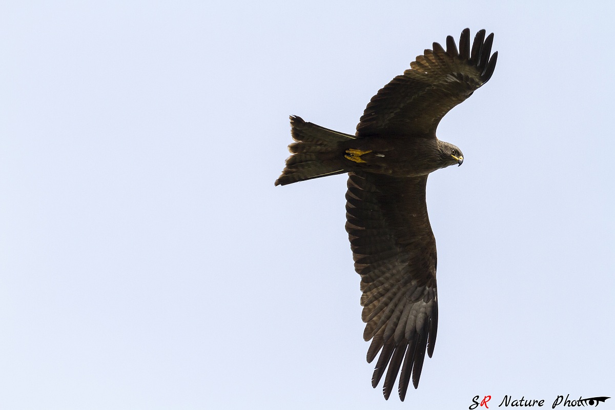Black Kite (Milvus migrans)