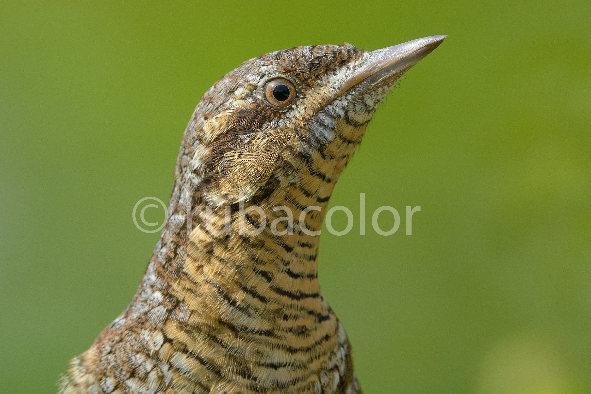 Fototessera to torticollis