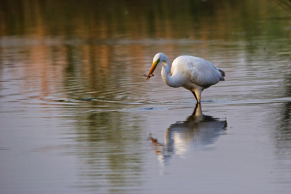 White Heron with fish