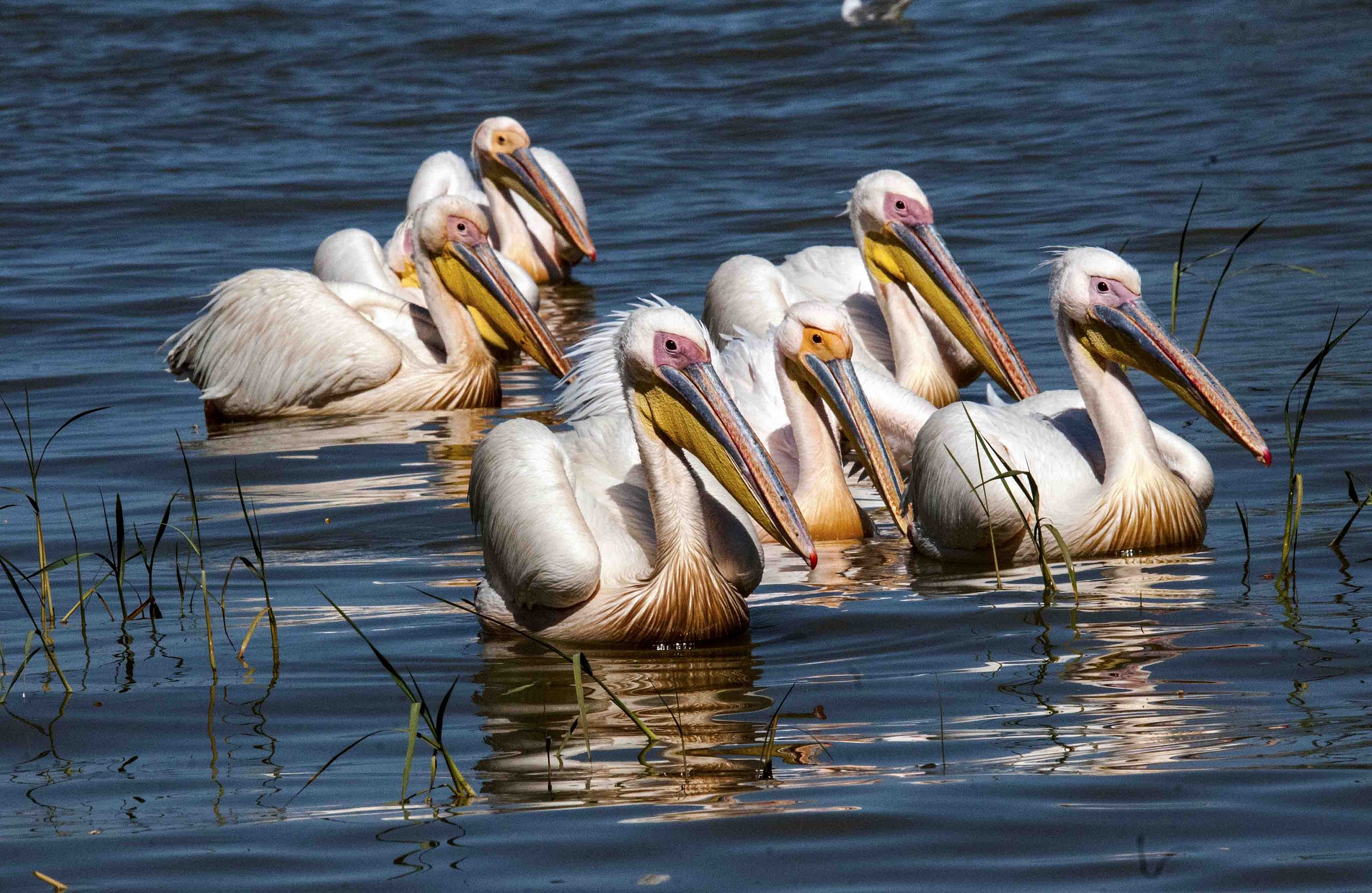 Pellicano bianco - Pelecanus onocrotalus