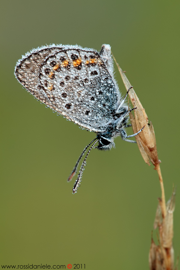 Plebejus argus