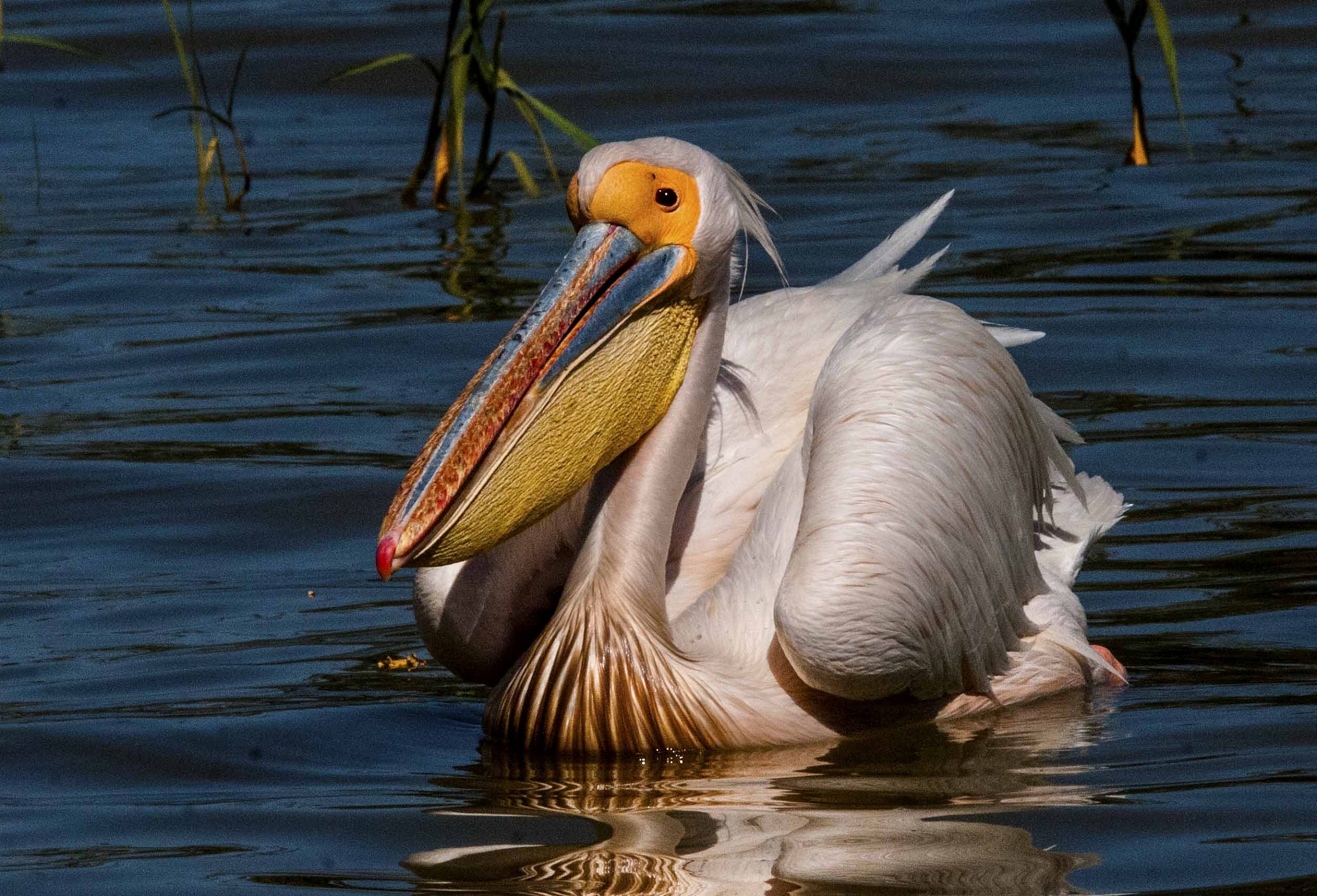 Pellicano bianco - Pelecanus onocrotalus