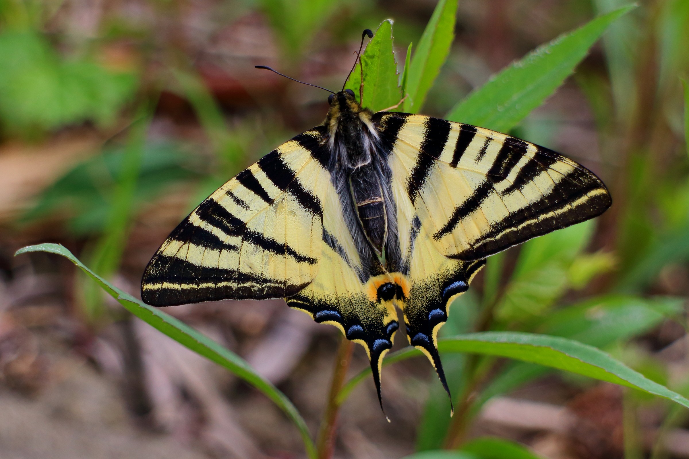 Papilio Machaon