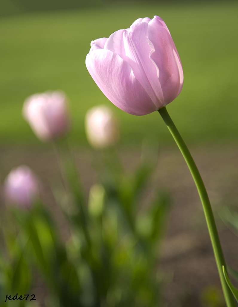 Tulip