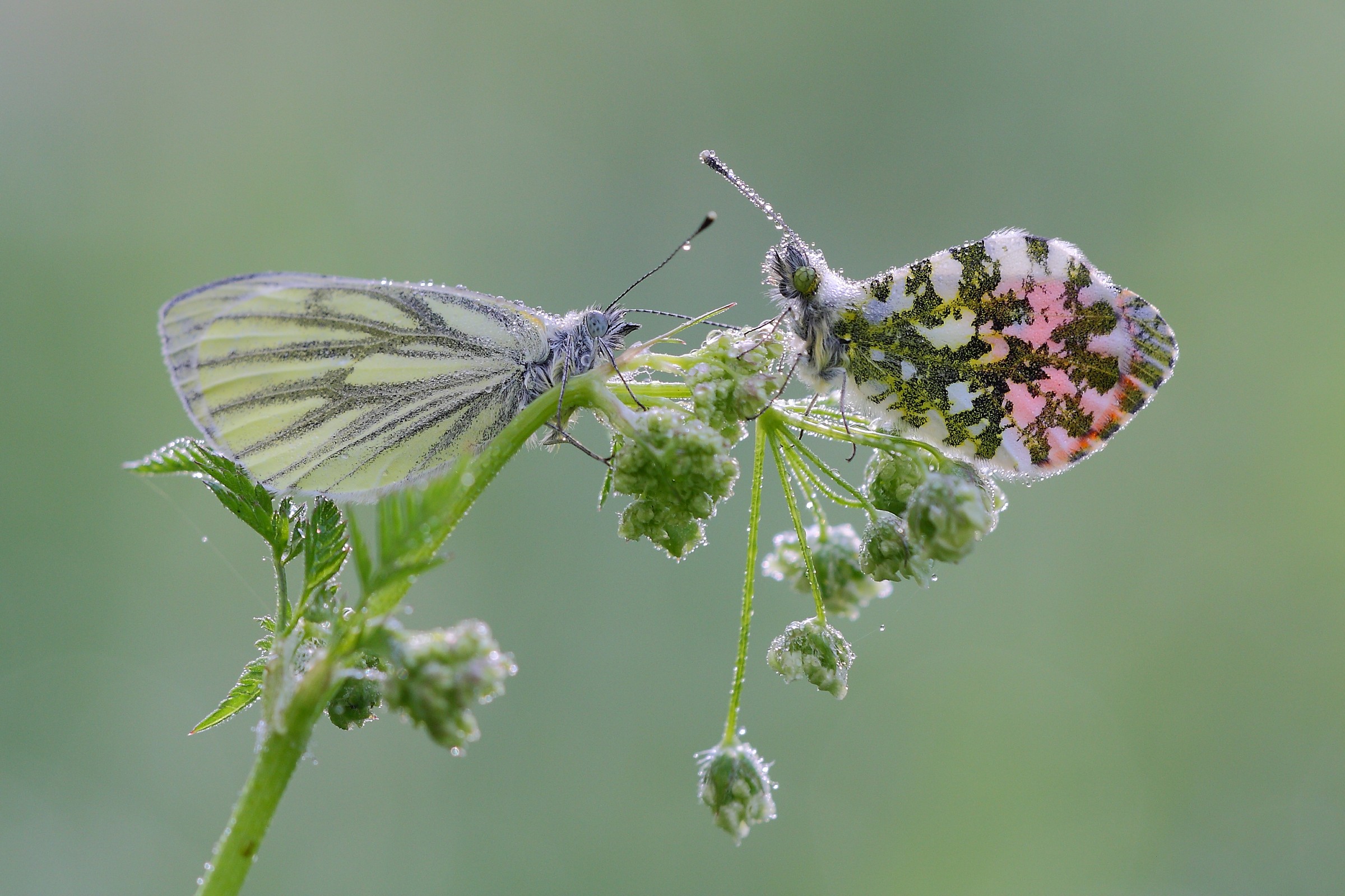 Punta arancione e piccolo bianco