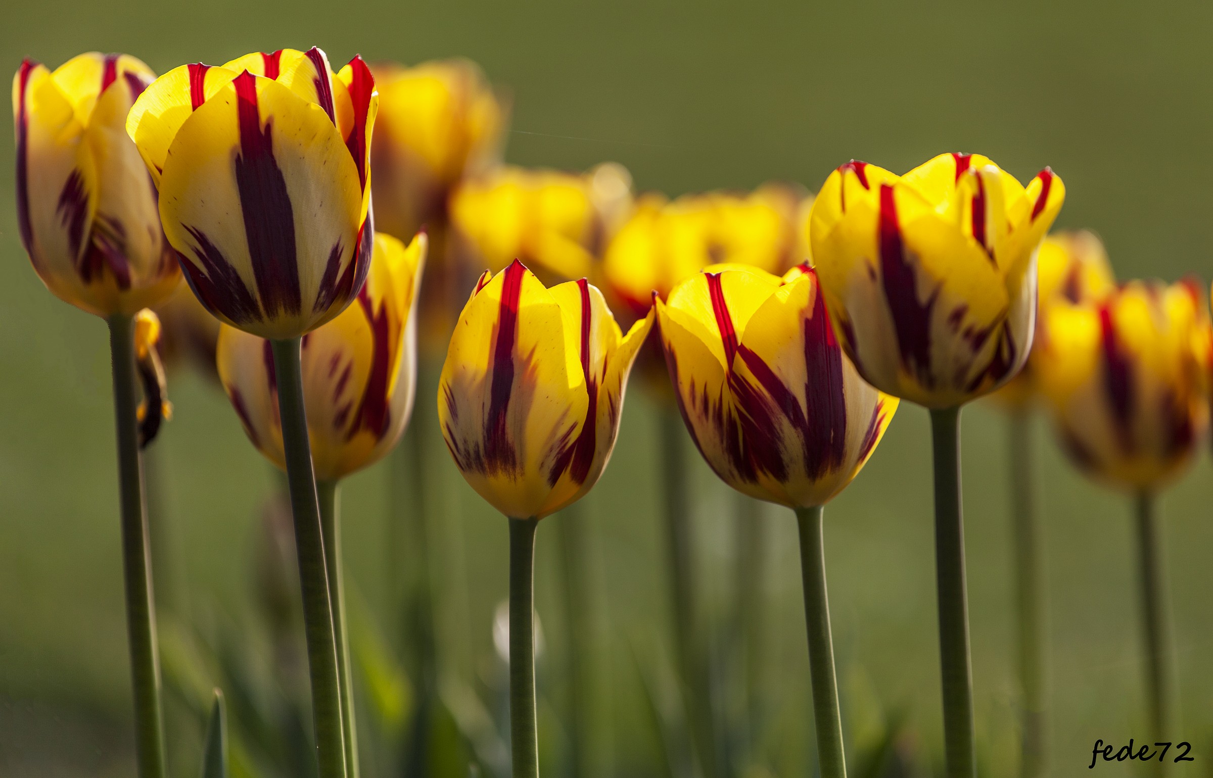 Tulip mania