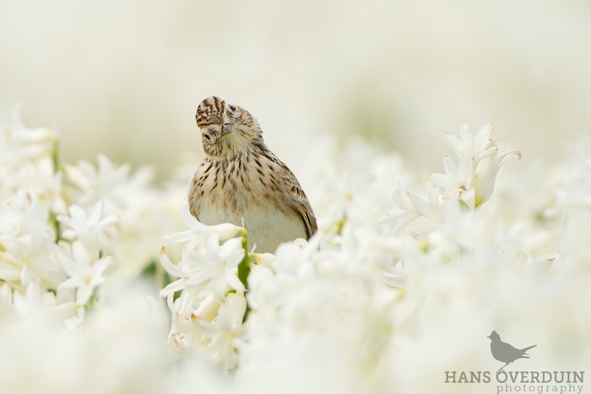 Eurasian Skylark