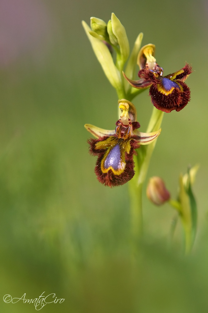Ophrys speculum