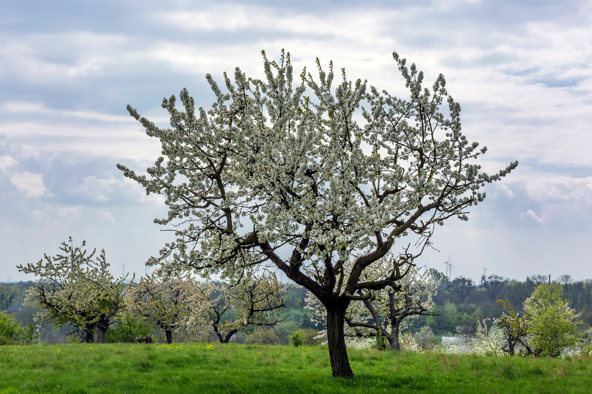 Trees in Springtime