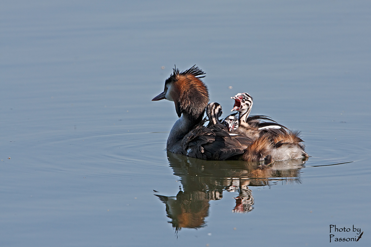 Aiuto... voglio scendereee!