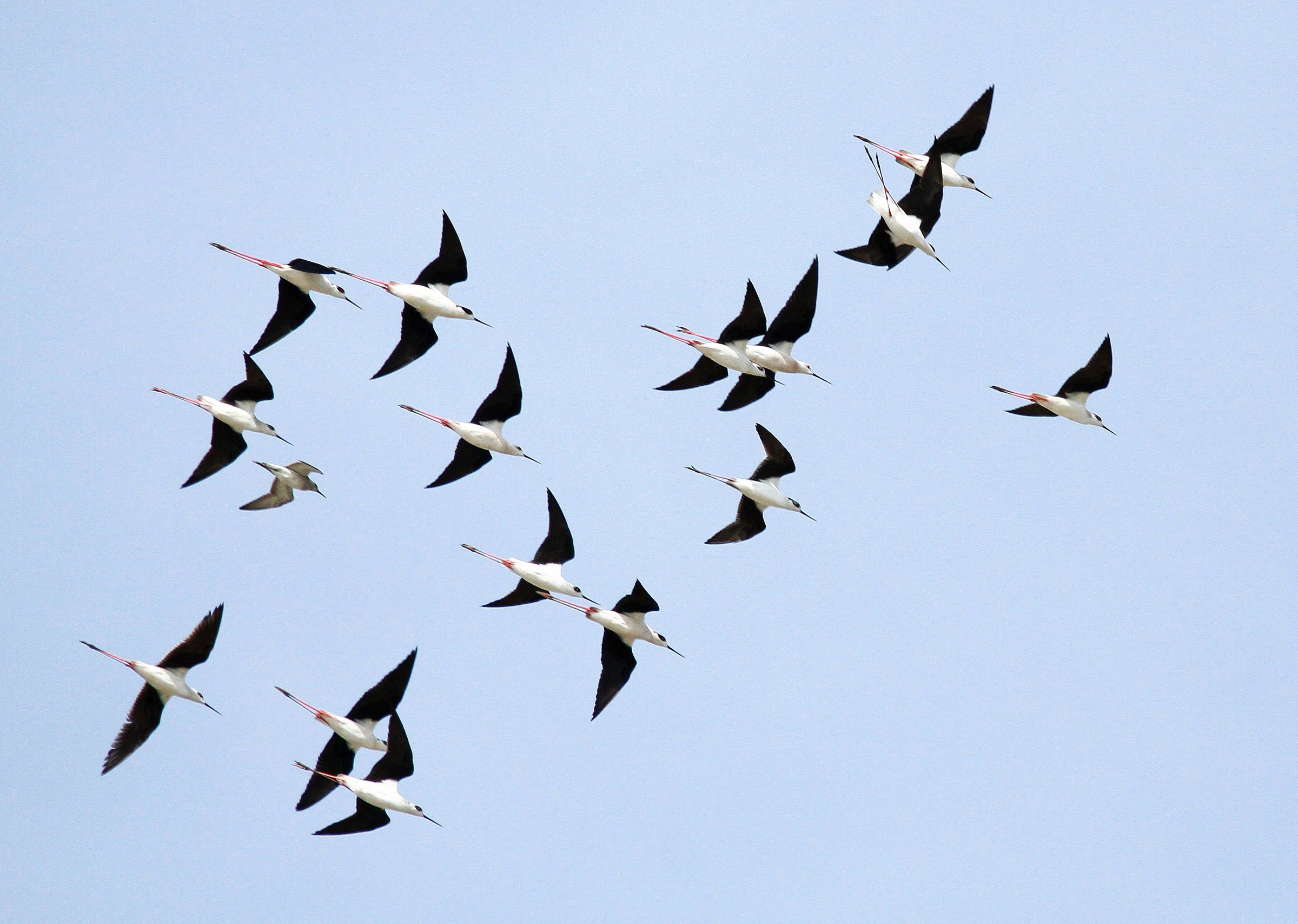 Cavalieri d'italia in volo