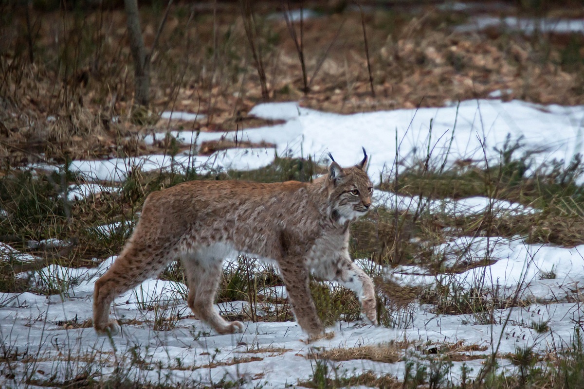 lince 2
