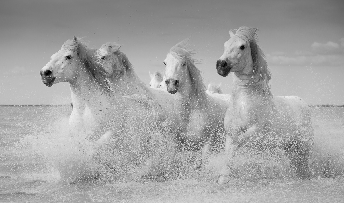 White horses