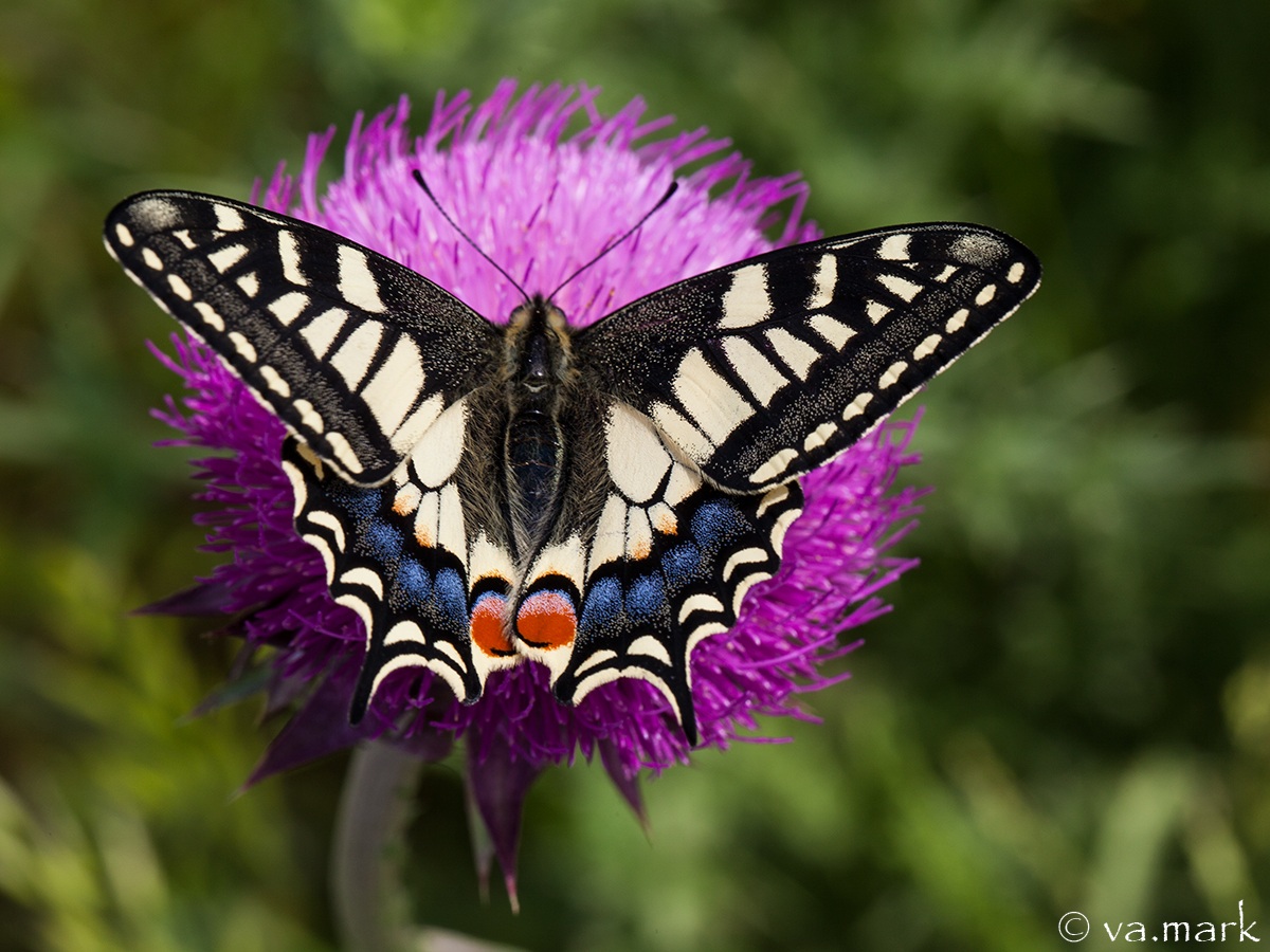 Papilio machaon