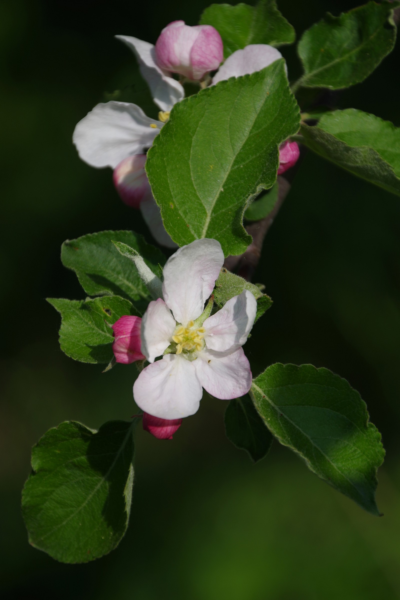apple blossoms