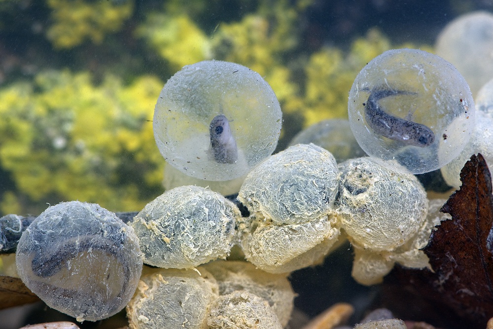 Salamander eggs