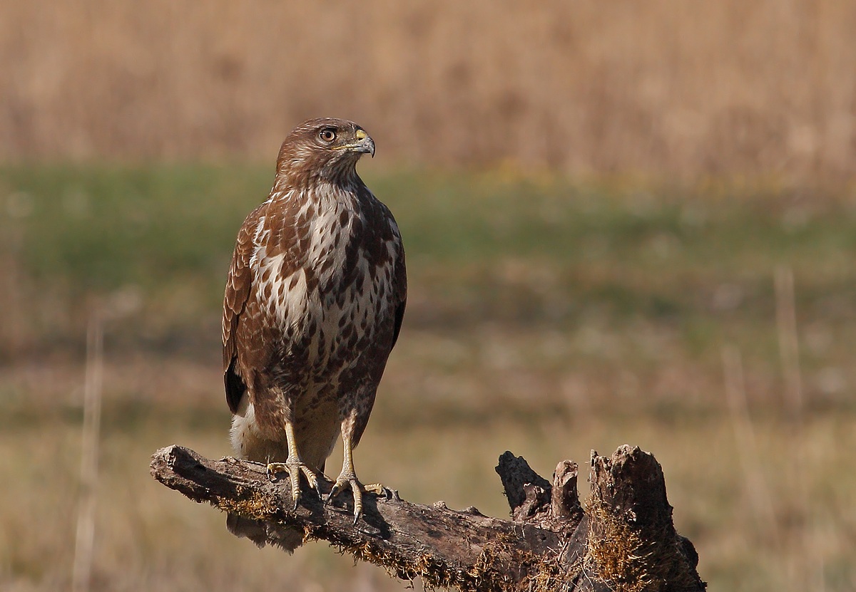 Buzzard