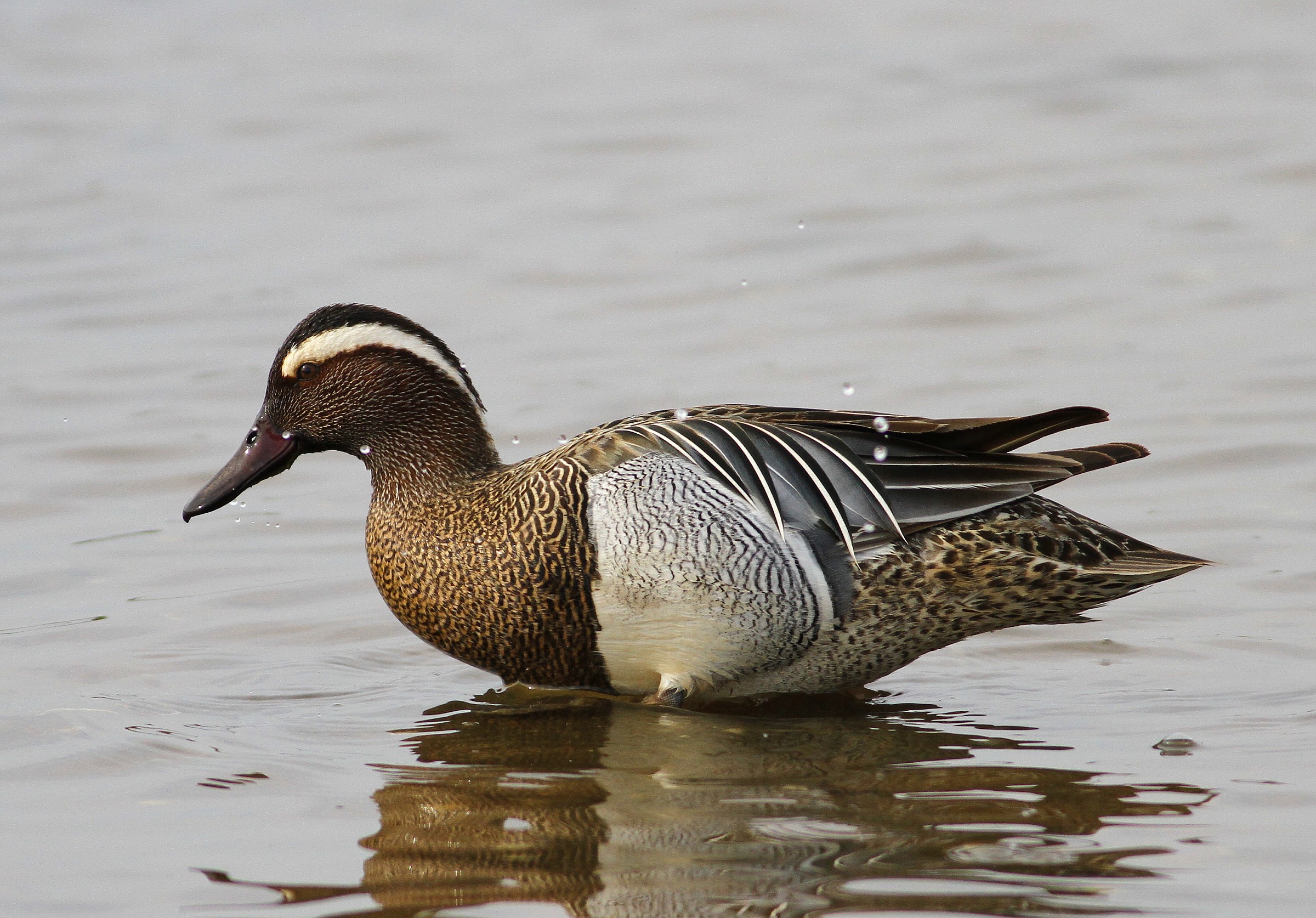 Garganey