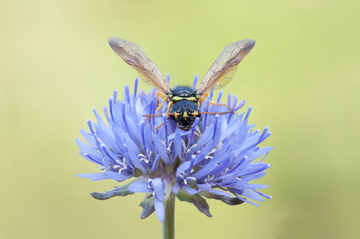 Wasp on Globularia bisnagarica