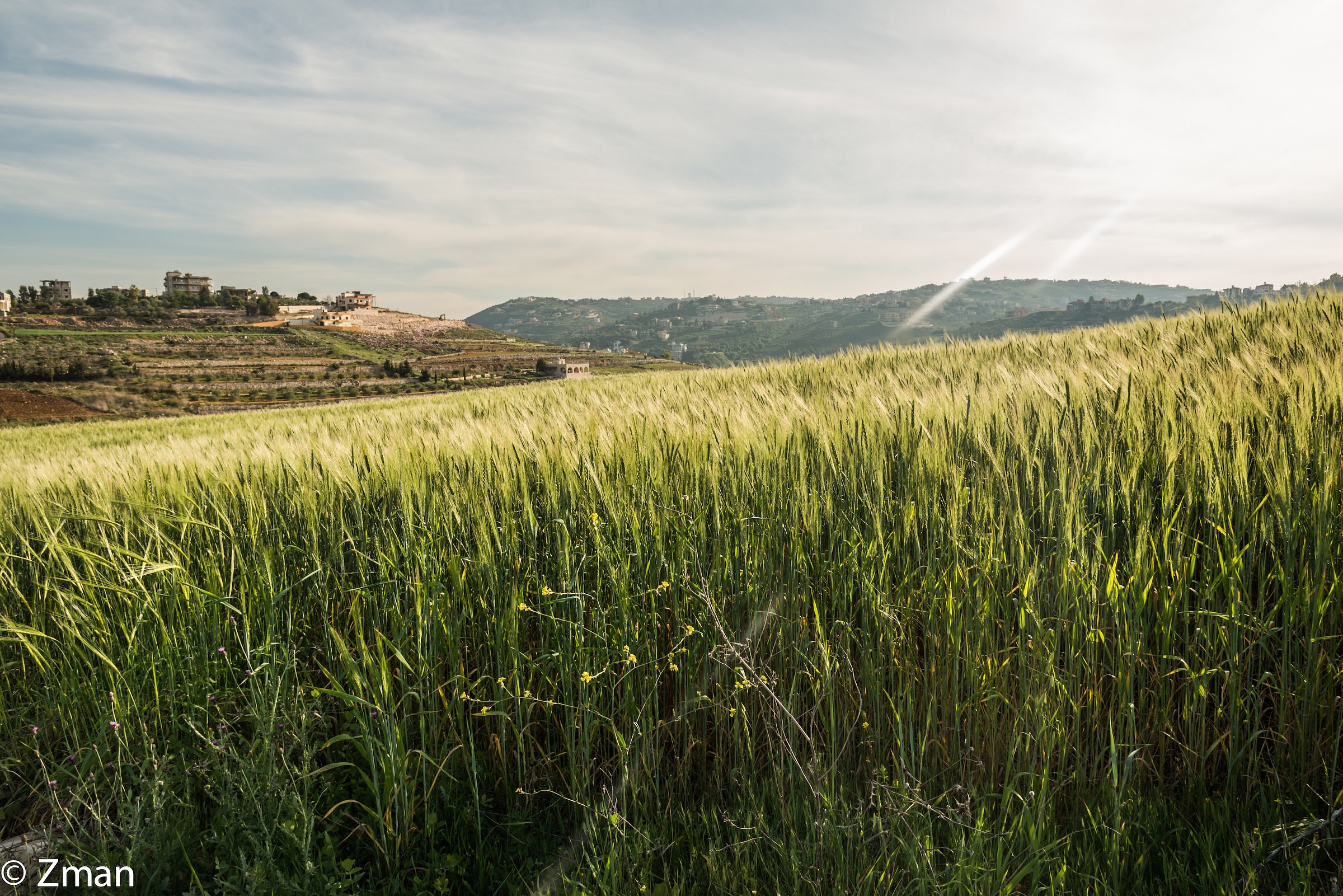 Wheat fields in The South
