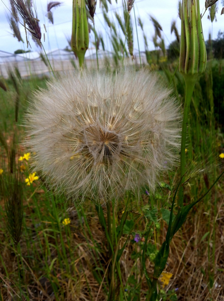 dandelion
