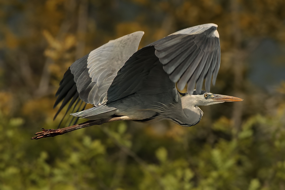 Ardea cinerea in volo.....