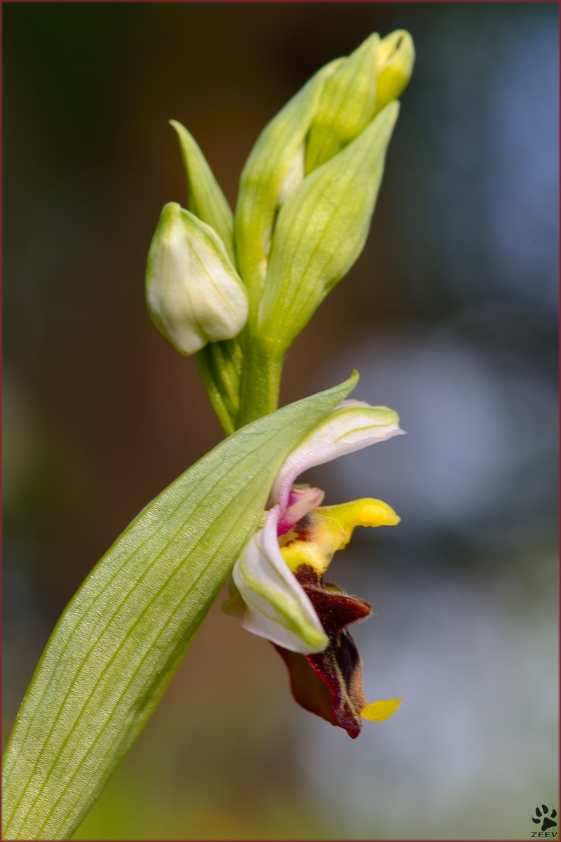 Ophrys sphecodes