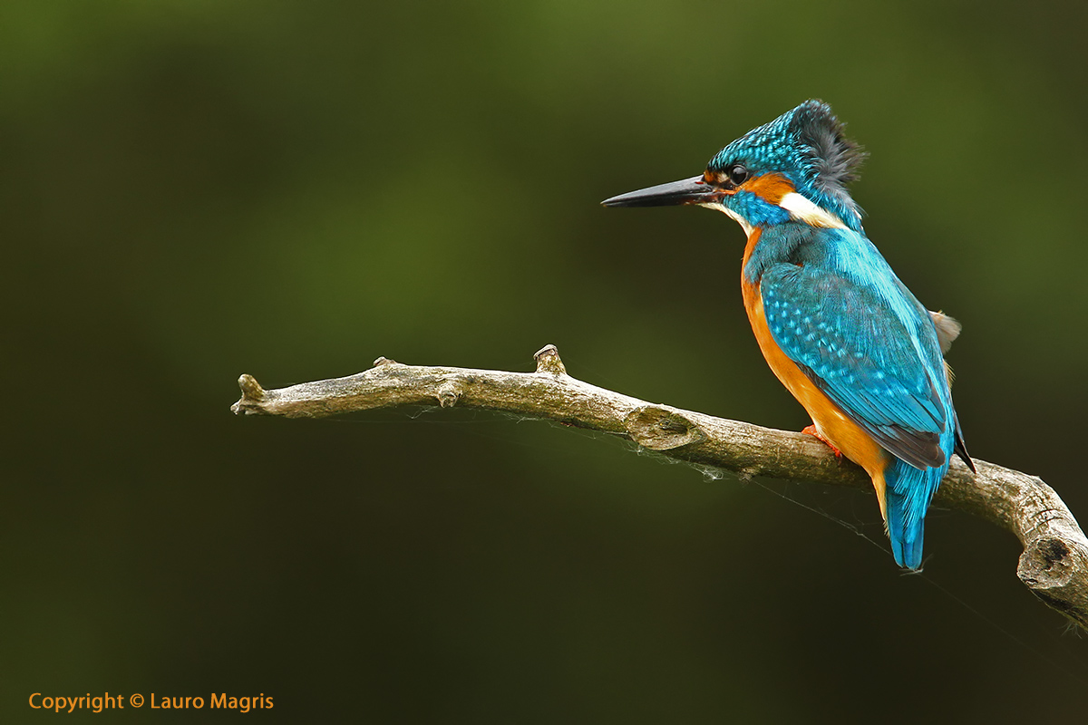 Spettinato dal vento