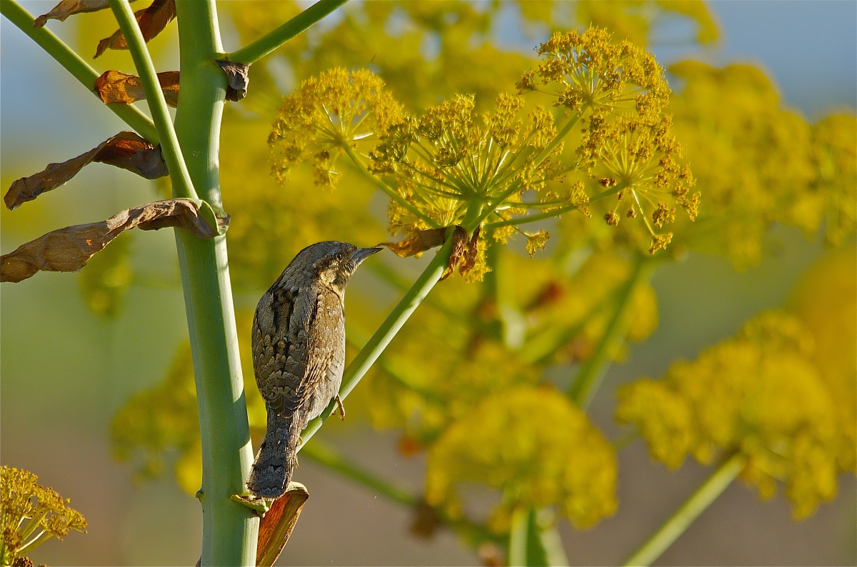 Torcicollo ambientato
