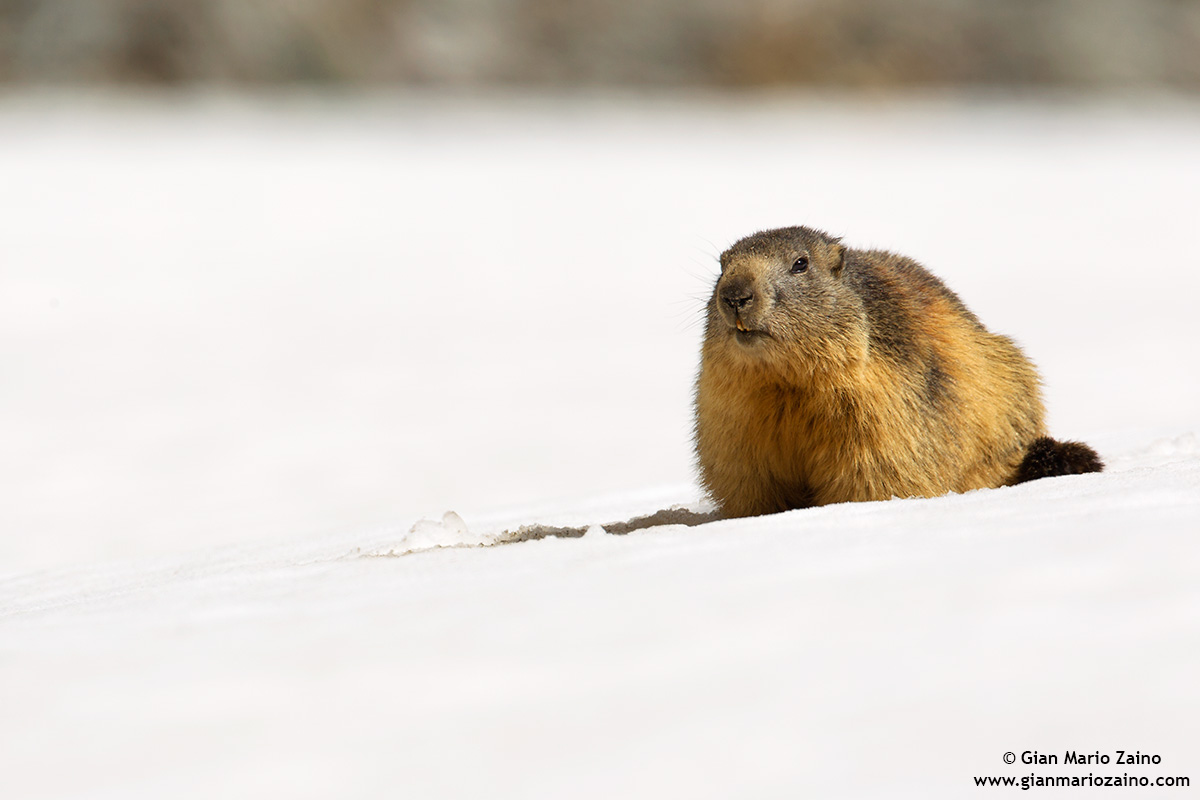 Marmota marmota / Marmot
