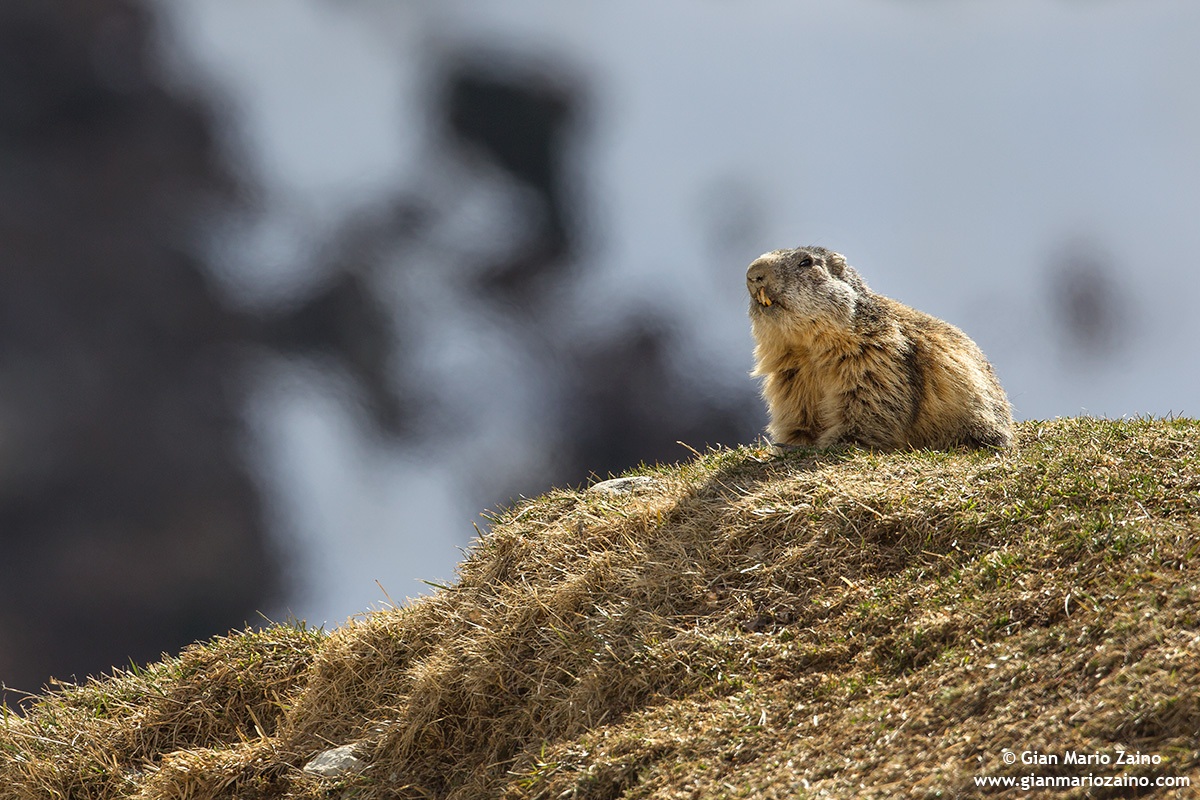 Marmota marmota / Marmot