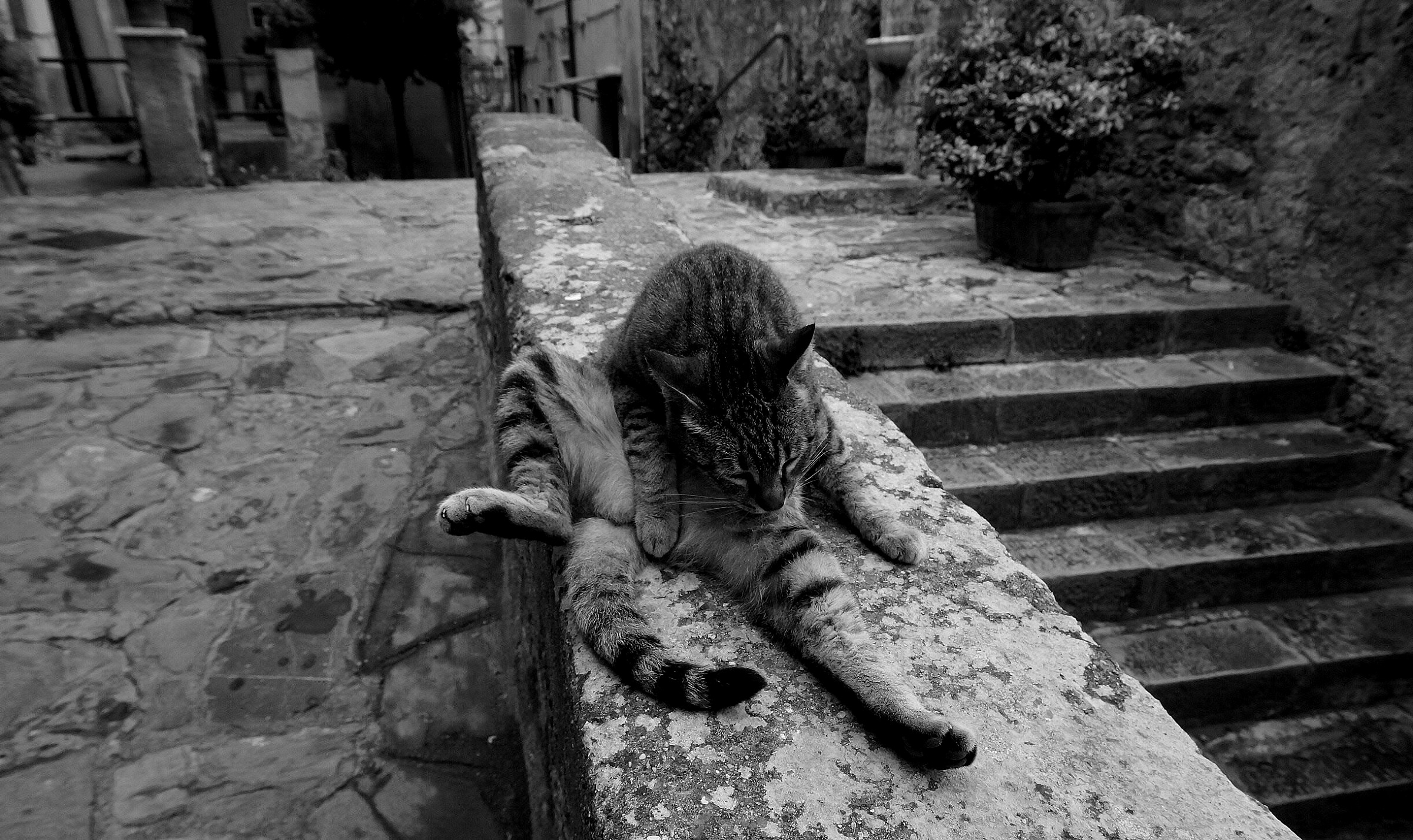 Leccatina, grattatina, ecc