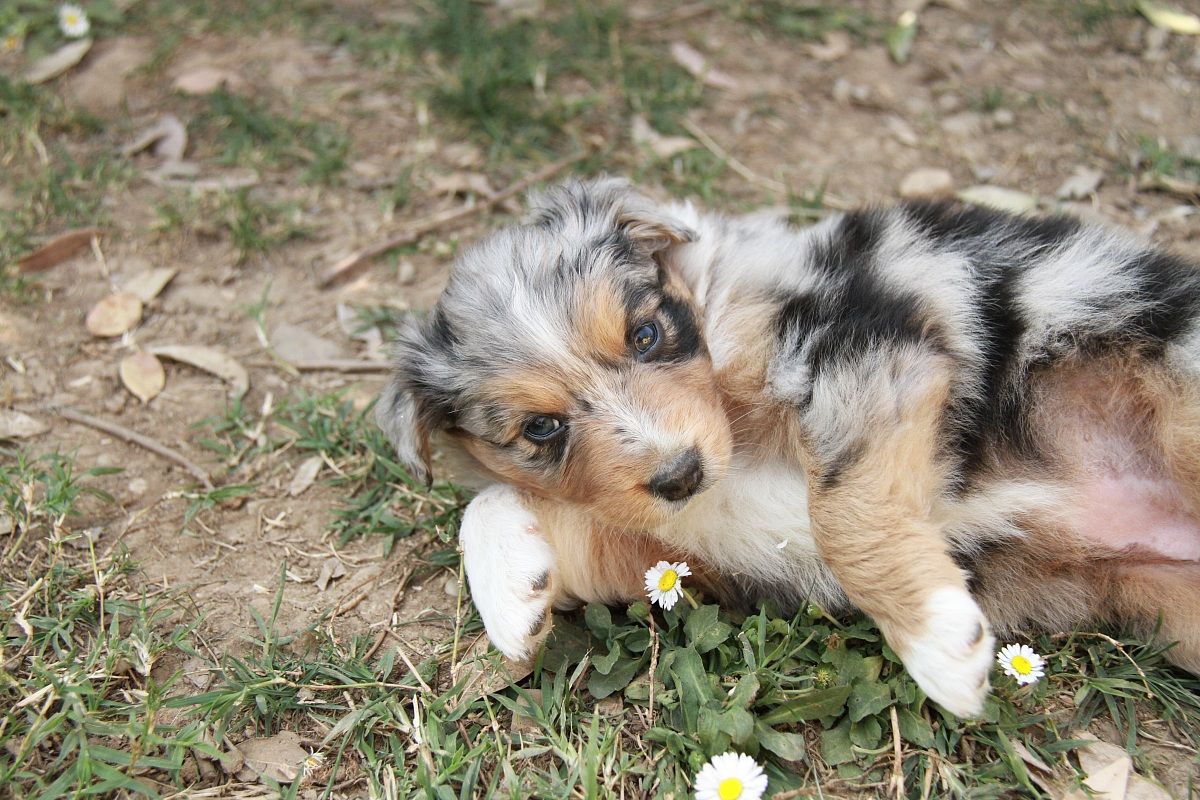 Come sei bella, Belle..