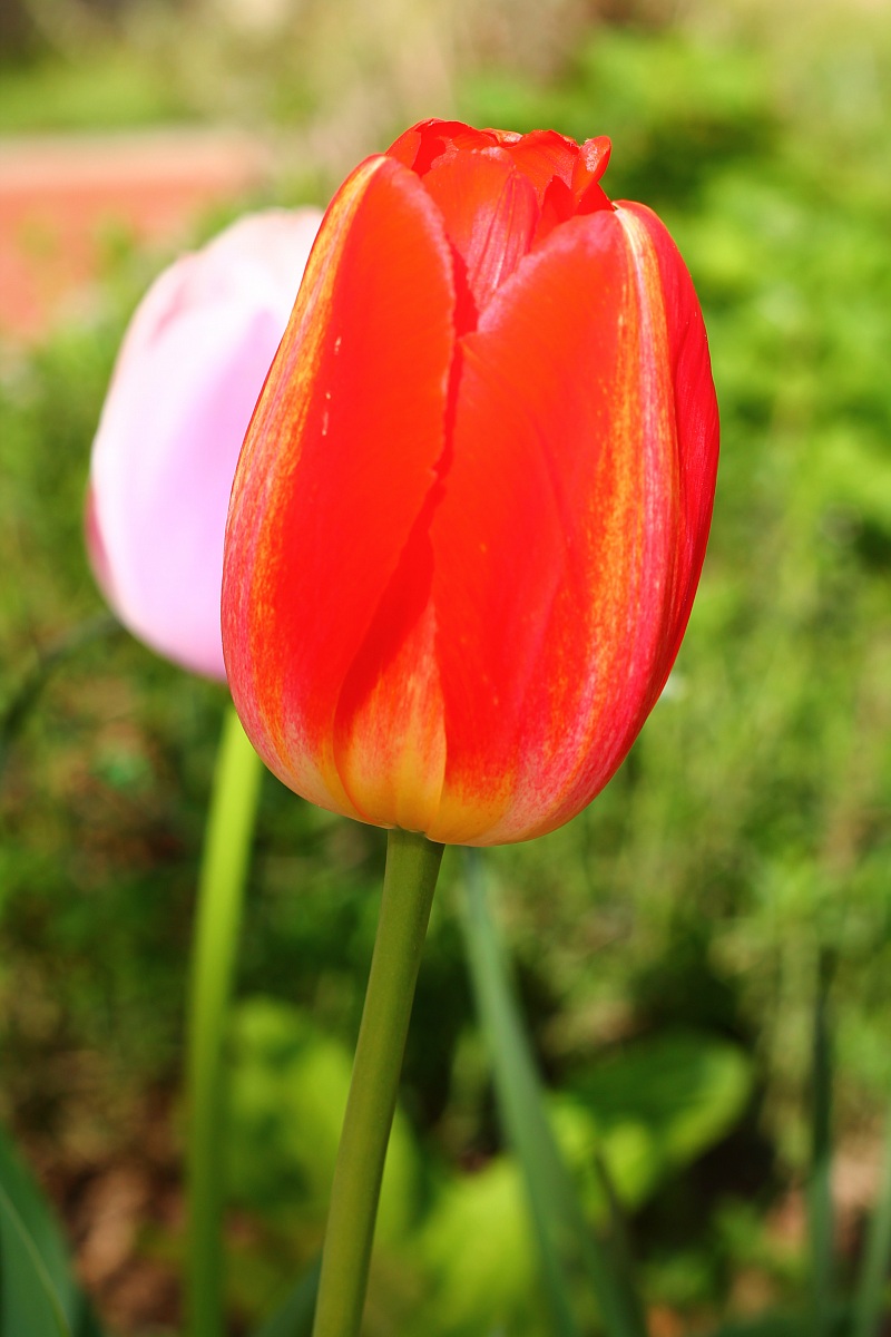 The spring and its delicate colors