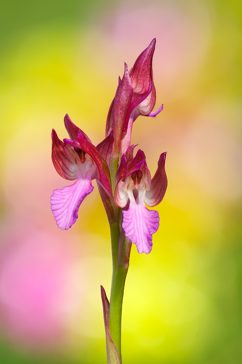 Butterfly orchid